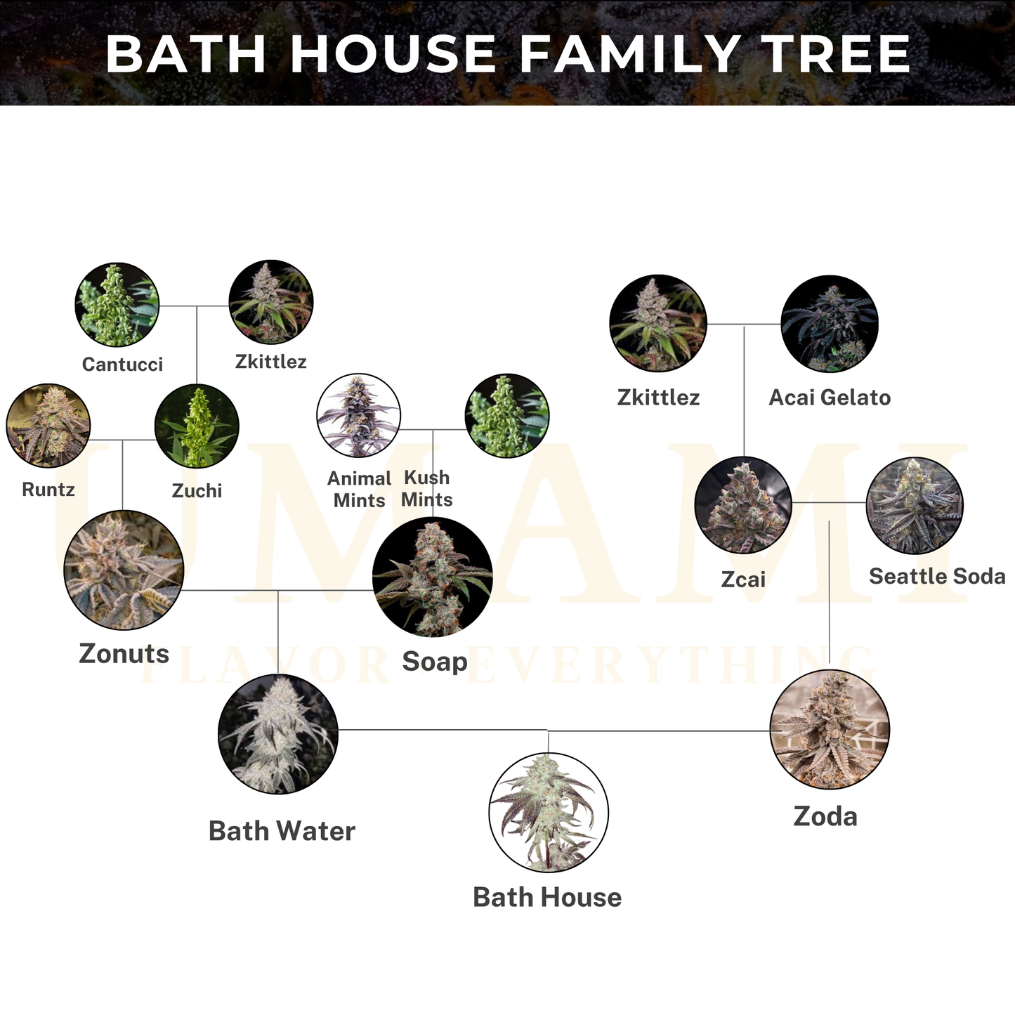 Umami Seed Co - Bath House