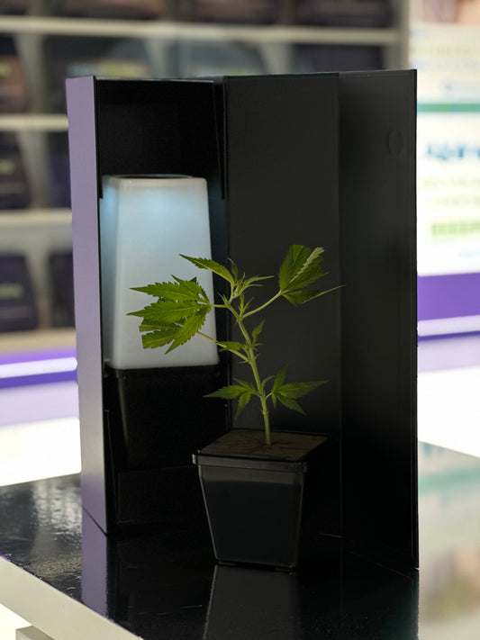 Umami Seed Co - Strawberry Snacks