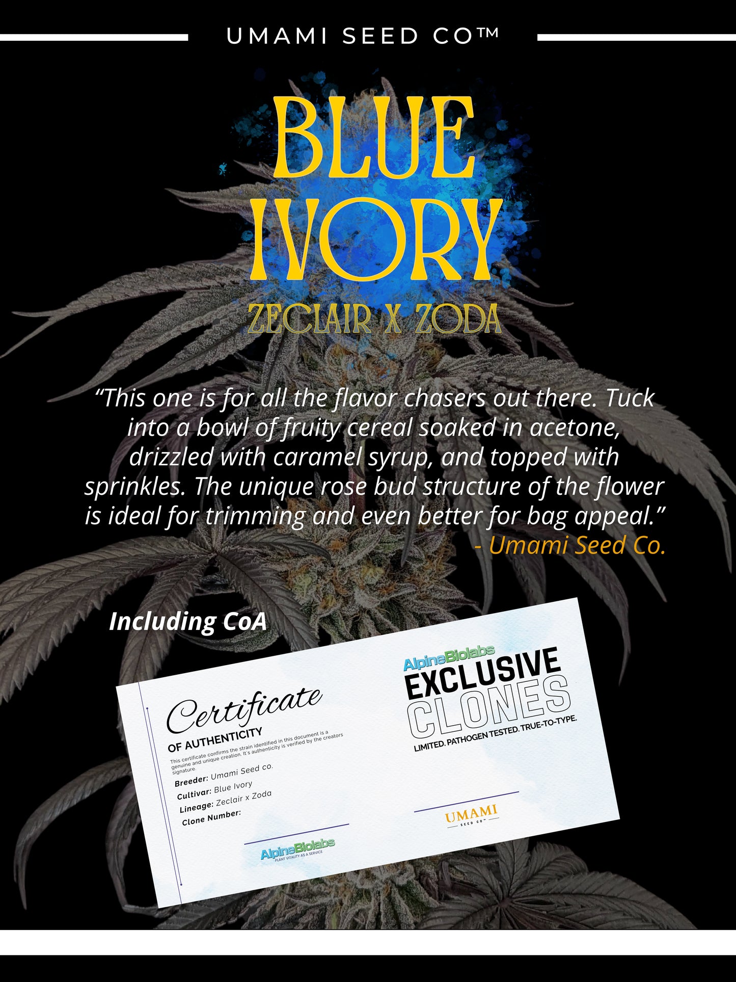 Umami Seed Co - Blue Ivory (Available from Dec 2nd - 18:30 CET)