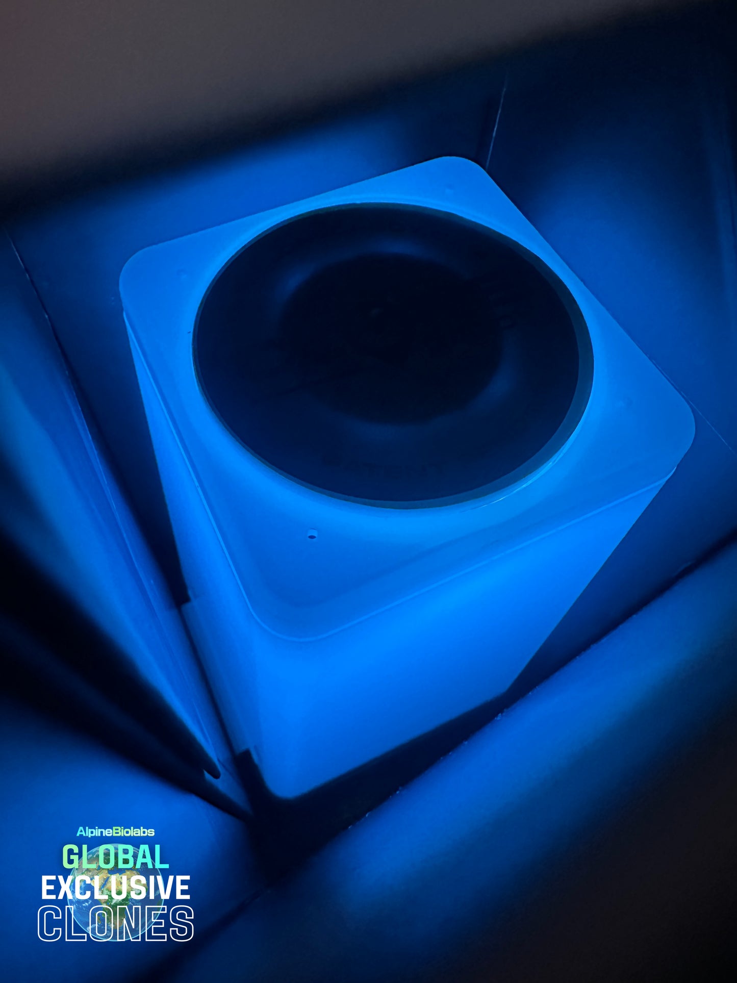 Umami Seed Co - Blue Ivory (Available from Dec 2nd - 18:30 CET)